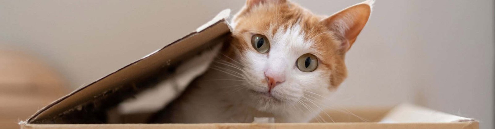 Gato