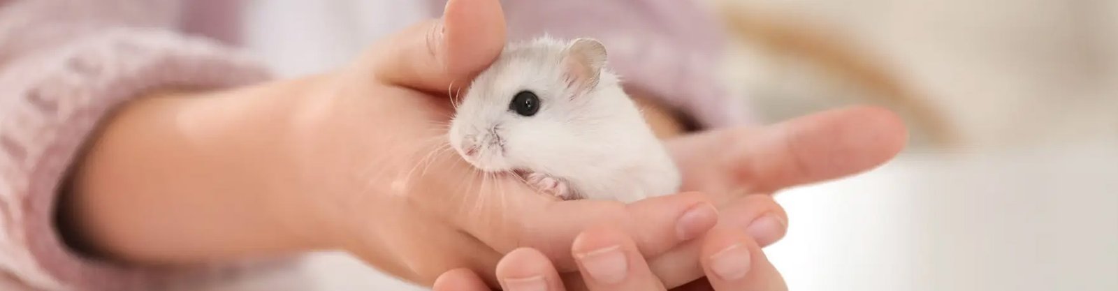 Hamster