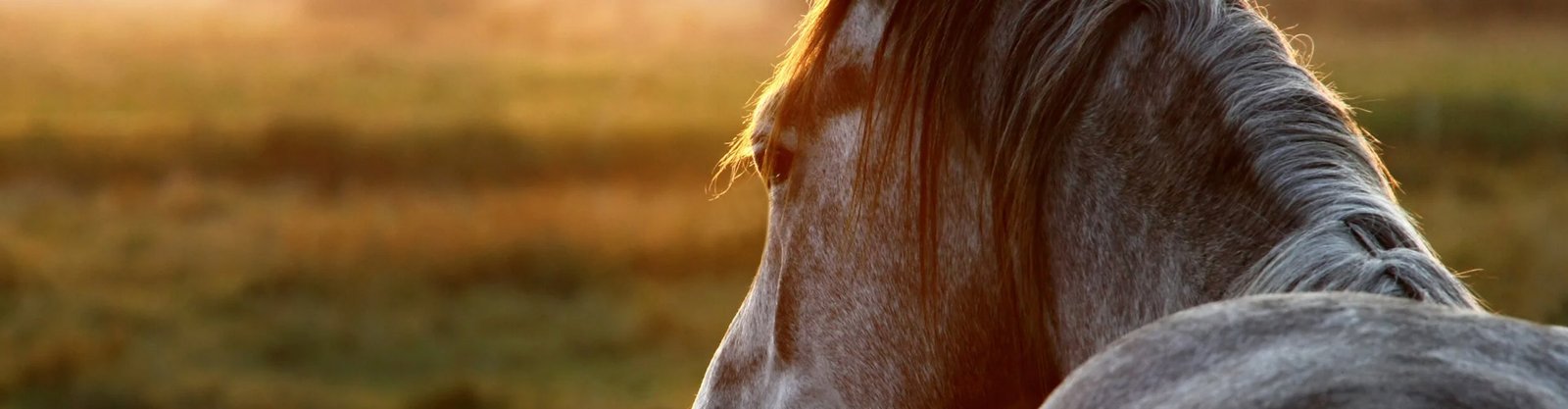 Cavalo