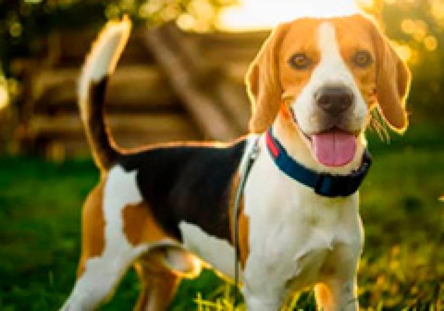 Beagle